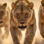Masai Mara’s Savage Court: Nomad King’s Audacious Gambit Ends in Blood