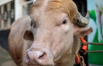 A Bullish Resemblance: When Eid Meat Becomes a Global Political Gag
