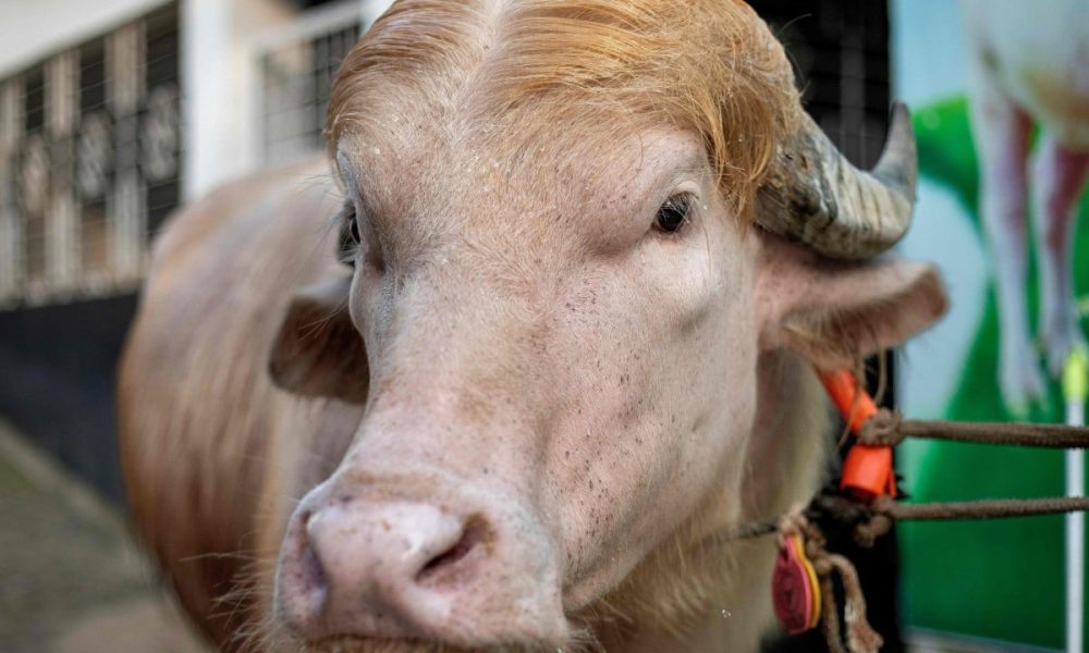 Hoofing it: Bangladesh’s ‘Trump Buffalo’ and the Global Carnival of Symbols