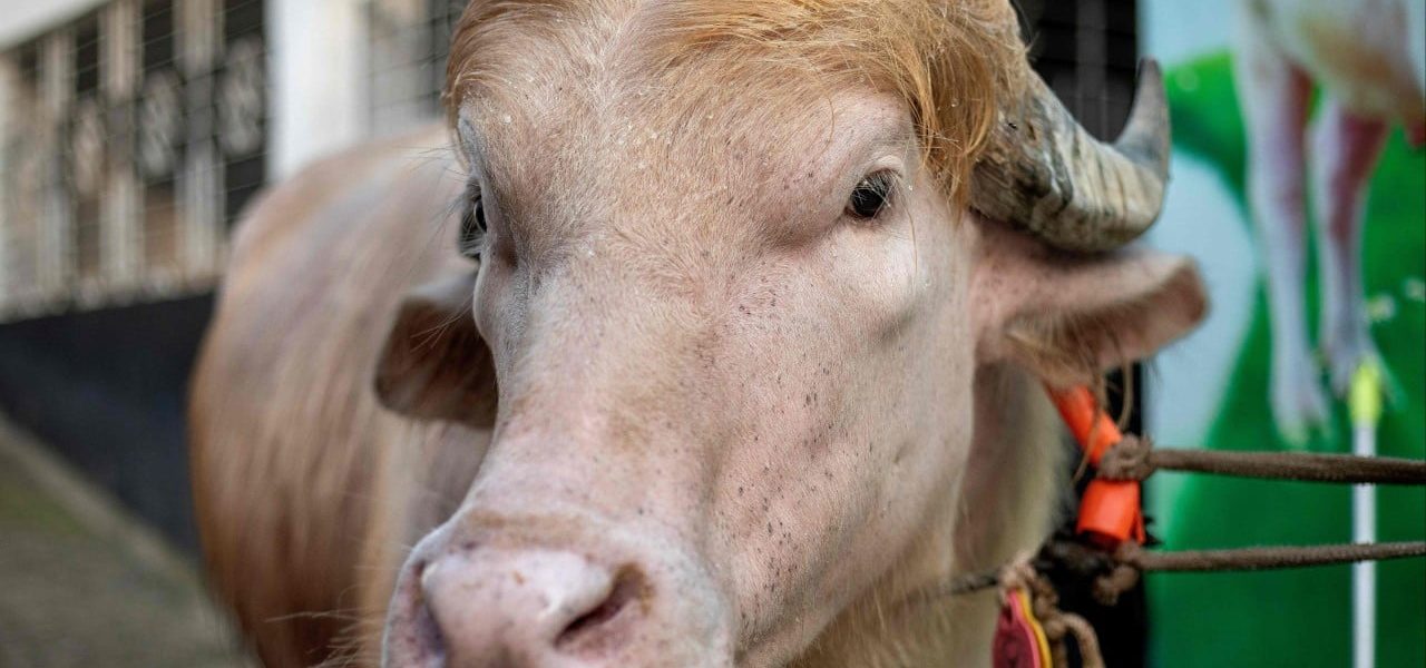 Hoofing it: Bangladesh’s ‘Trump Buffalo’ and the Global Carnival of Symbols
