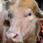Hoofing it: Bangladesh’s ‘Trump Buffalo’ and the Global Carnival of Symbols Hoofing it: Bangladesh’s ‘Trump Buffalo’ and the Global Carnival of Symbols