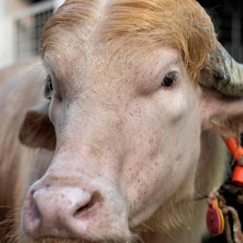 Hoofing it: Bangladesh’s ‘Trump Buffalo’ and the Global Carnival of Symbols