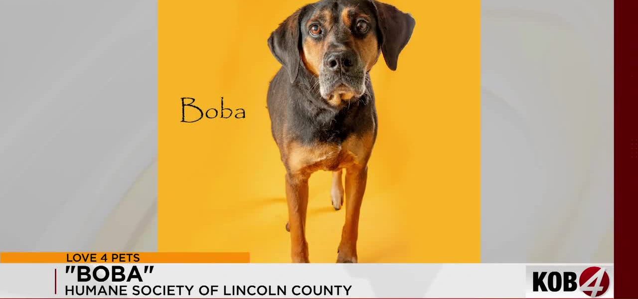 The Grey Muzzle Paradox: Lincoln County’s Silent Plea Reflects Broader Societal Strain