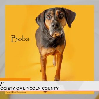 The Grey Muzzle Paradox: Lincoln County’s Silent Plea Reflects Broader Societal Strain