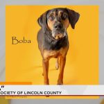 The Price of Pooches: What an Aging Dog in Lincoln County Reveals About Our Priorities