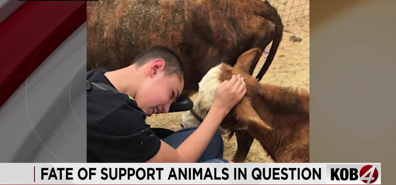 Paperwork Pandemic: New Mexico’s Livestock Labyrinth Ensnares Family Pets