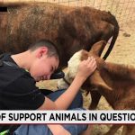 Red Tape Corral: New Mexico’s Mini-Cow Fiasco Reveals Deeper Bureaucratic Quagmire Red Tape Corral: New Mexico’s Mini-Cow Fiasco Reveals Deeper Bureaucratic Quagmire