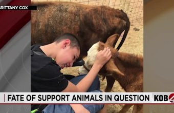 Red Tape Corral: New Mexico’s Mini-Cow Fiasco Reveals Deeper Bureaucratic Quagmire