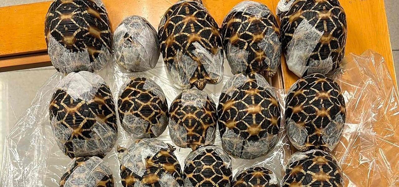 Bangkok’s Shadowy Nexus: How a Digital ‘Cuteness’ Craze Fuels a Transnational Wildlife Plunder