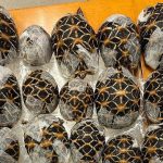 Digital Craze, Zoological Calamity: Thailand’s Airport Becomes Epicenter for South Asia’s Illicit Exotic Pet Trade