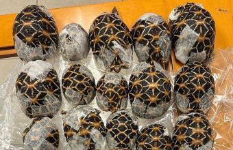 Digital Craze, Zoological Calamity: Thailand’s Airport Becomes Epicenter for South Asia’s Illicit Exotic Pet Trade