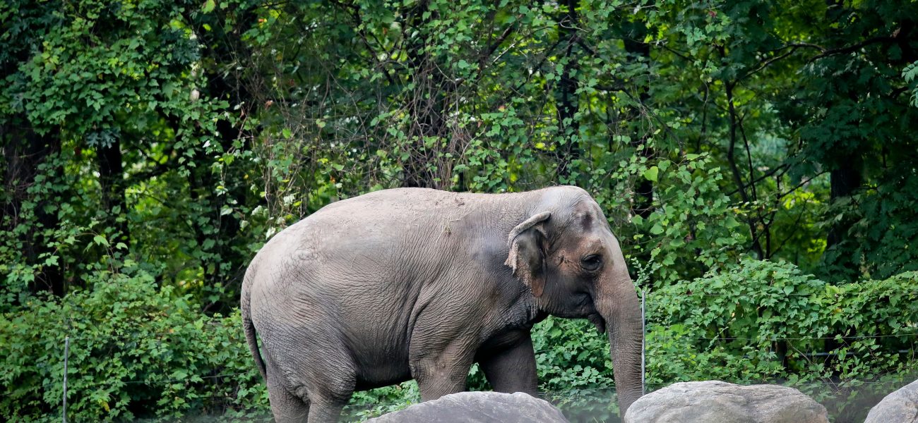 Happy’s Demise: Echoes of Sentience and a Shifting Global Compassion
