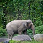 Happy’s Demise: Echoes of Sentience and a Shifting Global Compassion