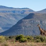 Karoo’s Comeback: South Africa’s Rewilding Bet on Climate Resilience and Economic Justice