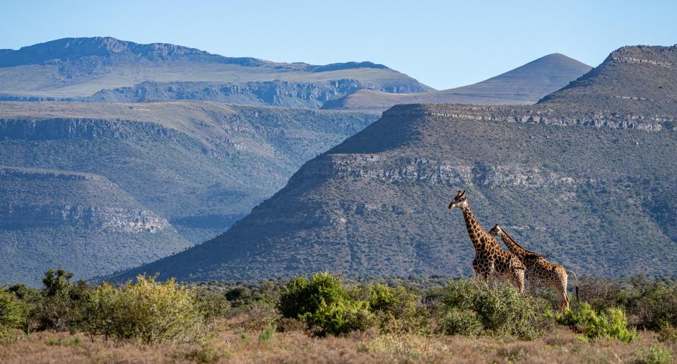Karoo’s Comeback: South Africa’s Rewilding Bet on Climate Resilience and Economic Justice