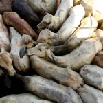 Beijing’s Beef Battle: Brazil Faces Stiff Tariff Headwinds, Global Market Shifts
