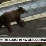 Shadow Games: An Urban Bear Hunt Unmasks Albuquerque’s Peculiar Priorities