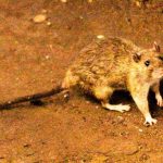 Luxury’s Underside: Hantavirus Outbreak Casts Ominous Shadow Over Global Cruise Industry