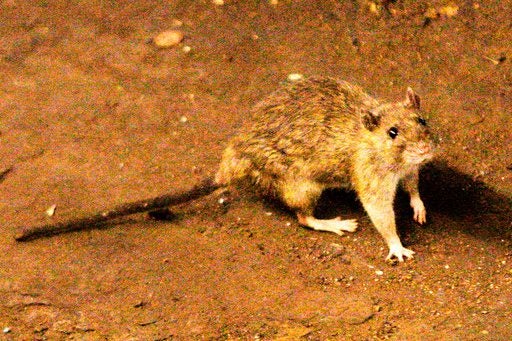 Luxury’s Underside: Hantavirus Outbreak Casts Ominous Shadow Over Global Cruise Industry
