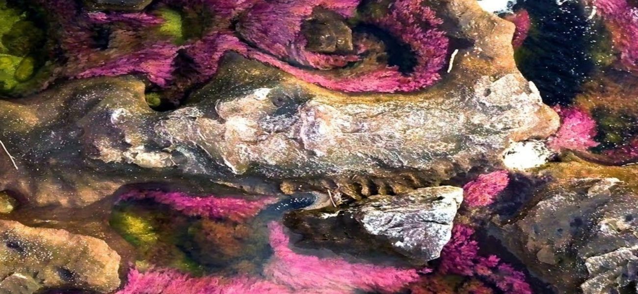 Colombia’s Technicolor River: A Shimmering Test of Peace and Profit