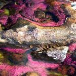 Colombia’s Technicolor River: A Shimmering Test of Peace and Profit