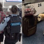 Baggage of Audacity: 30 Pounds of Heroin in Carry-Ons Exposes Persistent Global Drug Conundrum