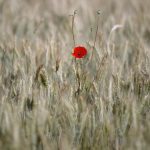 Afghanistan’s Bitter Harvest: Ideology, Opium, and the Bullet’s Final Say