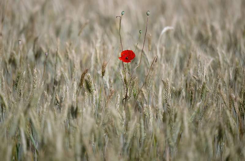 Afghanistan’s Bitter Harvest: Ideology, Opium, and the Bullet’s Final Say