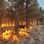 Inferno’s Shadow: New Mexico Fire, Born of Tragedy, Exposes Broader Climate Cracks