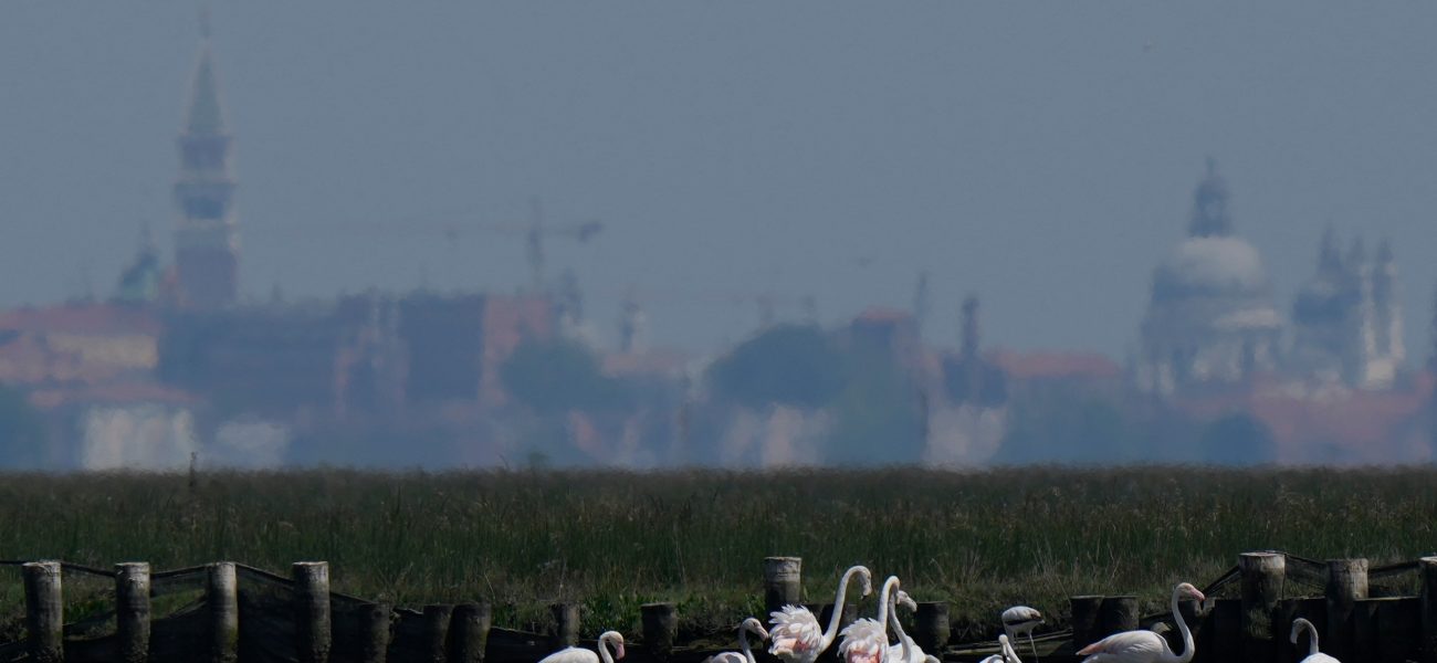 Venice’s Blush Brigade: Flamingos Signal a Fleeting Victory in a Sinking City