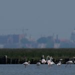 Venice’s Rosy Paradox: Pink Flamingos Flourish, Masking Deeper Lagoon Realities Venice’s Rosy Paradox: Pink Flamingos Flourish, Masking Deeper Lagoon Realities