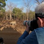 The Ghost of Gir: India’s Last Lions Cling On, Shaking Global Conservation Paradigms