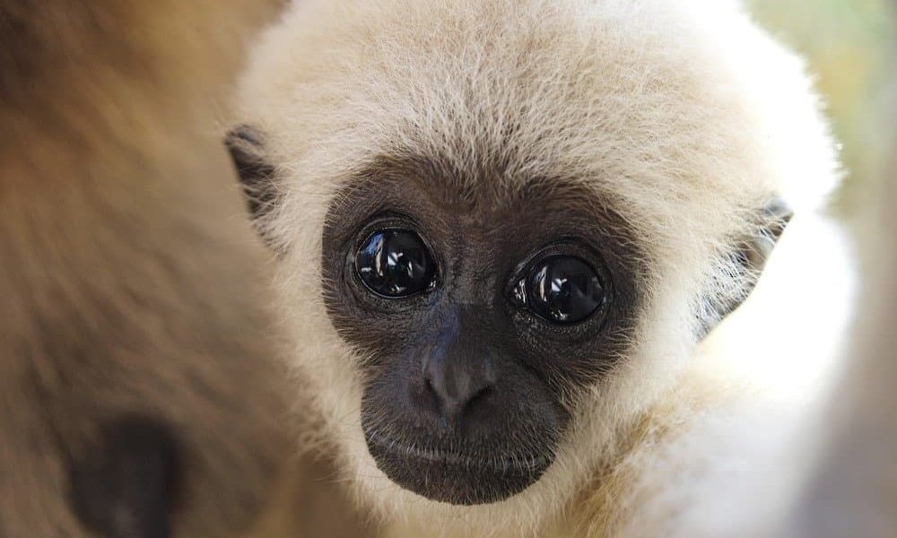 A Pocketful of Peril: How an Exotic Pet Fetish Fuels a Shadow Economy, Threatening Global Health and Regional Security