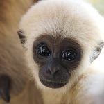 A Pocketful of Peril: How an Exotic Pet Fetish Fuels a Shadow Economy, Threatening Global Health and Regional Security A Pocketful of Peril: How an Exotic Pet Fetish Fuels a Shadow Economy, Threatening Global Health and Regional Security