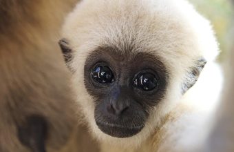 A Pocketful of Peril: How an Exotic Pet Fetish Fuels a Shadow Economy, Threatening Global Health and Regional Security