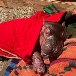 Kenya’s Lone Hippo Calf: A Microcosm of Africa’s Broader Conservation Calculus
