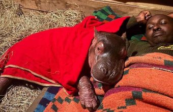Kenya’s Lone Hippo Calf: A Microcosm of Africa’s Broader Conservation Calculus