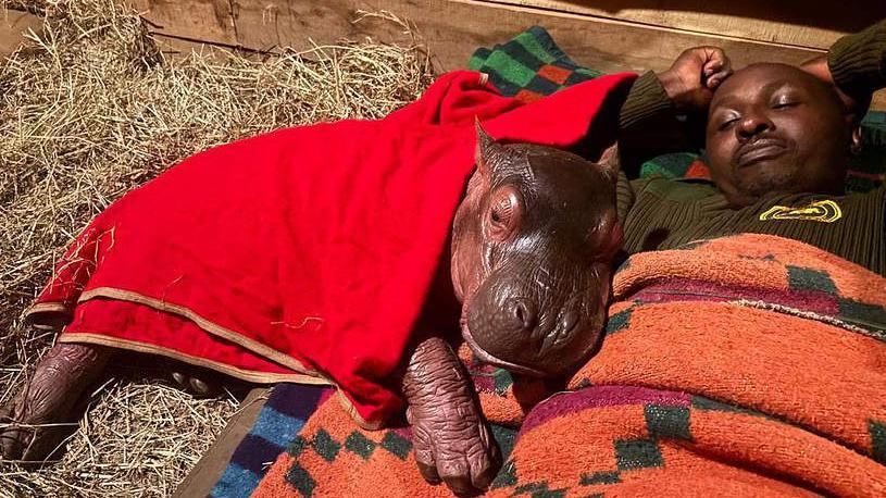 Kenya’s Lone Hippo Calf: A Microcosm of Africa’s Broader Conservation Calculus