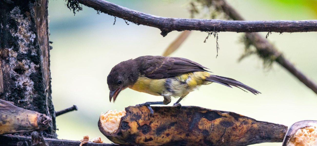 Colombia’s Feathered Frontier: Avian Riches, Post-Conflict Policy, and the Perils of Prosperity