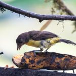 Colombia’s Feathered Frontier: Avian Riches, Post-Conflict Policy, and the Perils of Prosperity
