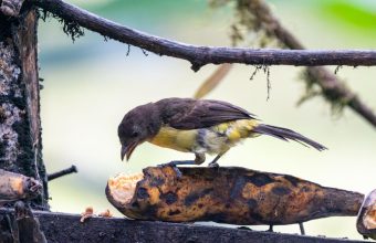 Colombia’s Feathered Frontier: Avian Riches, Post-Conflict Policy, and the Perils of Prosperity