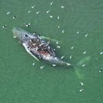 North Sea’s Bleak Warning: Europe’s Whale Carcass Echoes Global Environmental Reckoning