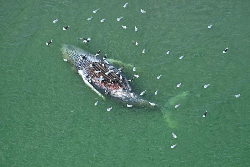 North Sea’s Bleak Warning: Europe’s Whale Carcass Echoes Global Environmental Reckoning