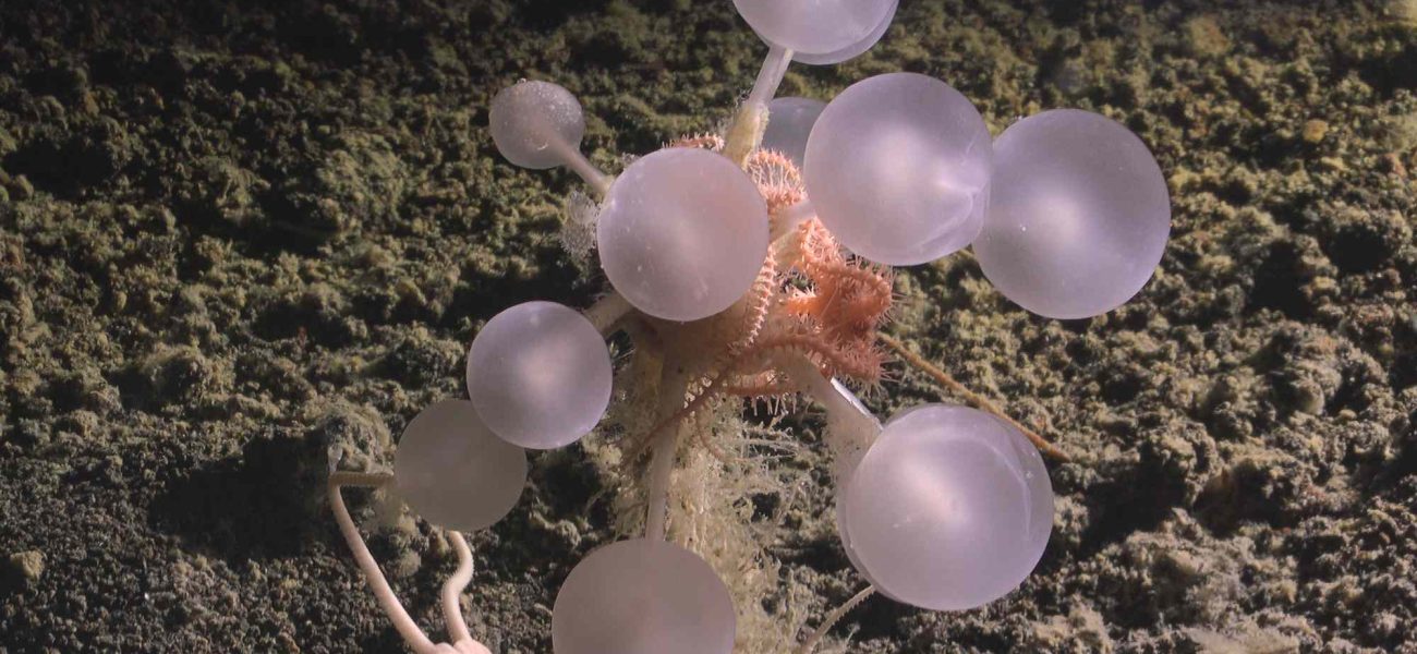 Deep Sea’s Chilling Revelations: Ghost Sharks, Death Balls, and Humanity’s Blind Spots