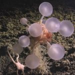 Deep Sea’s Chilling Revelations: Ghost Sharks, Death Balls, and Humanity’s Blind Spots
