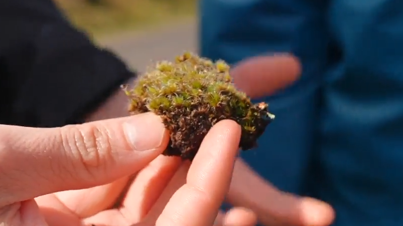 Ecological Enigma: A Fungus Rises as the Unlikely Champion Against Nature’s Green Scourge
