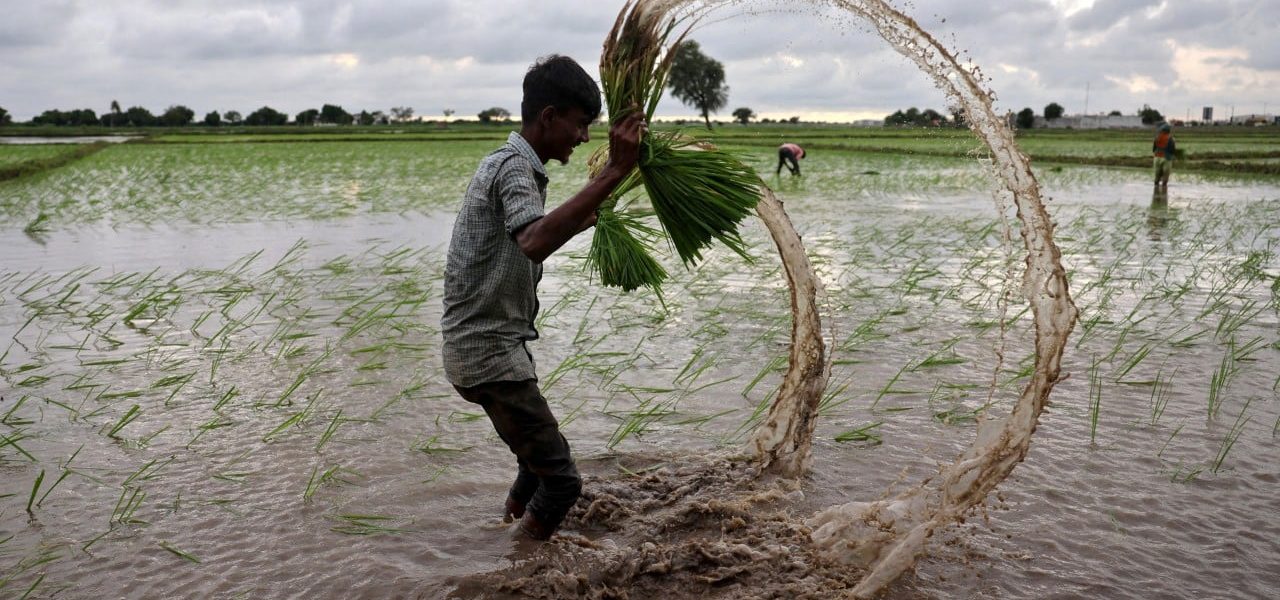 From Paddy to Profit: Amazon’s Carbon Play in India—Who Reaps the Harvest?