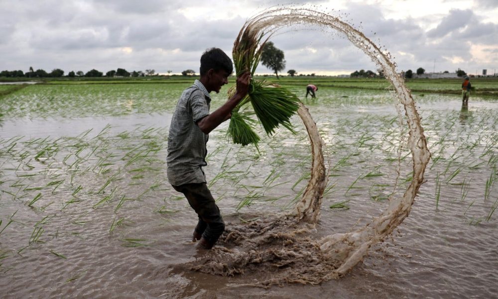 Golden Grains, Greener Promises: Amazon’s Carbon Deal Reimagines India’s Rice Fields