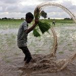 Golden Grains, Greener Promises: Amazon’s Carbon Deal Reimagines India’s Rice Fields