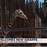 Hoof-Mark Diplomacy: The Strategic Relocation of a ‘Biological Asset’ to New Mexico